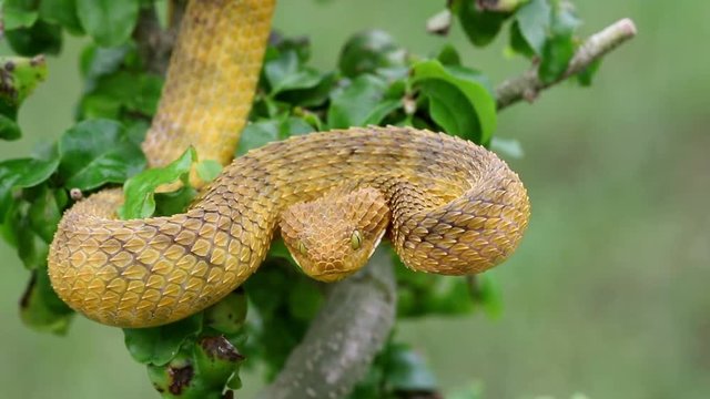 Venomous Bush Viper Snake Striking out