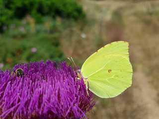 Farfalla