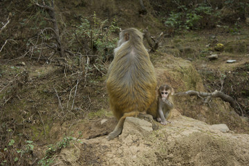 Monkey Mom and baby