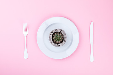 Concept minimal. Time to slim.  Cactus on  white Dish on a pink pastel Background. Top View. Flat Lay. Copy space for Text.