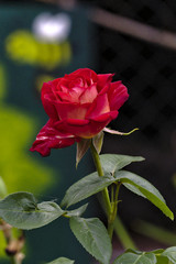 rote Rose Rosa Close Up Hochformat