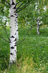 Fototapeta premium White russian birches in the meadow