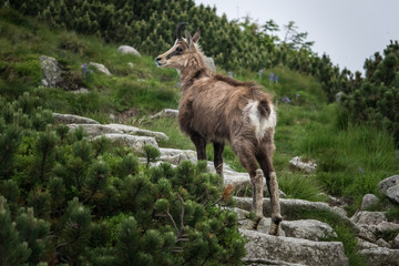 Kozica - Tatry © pracowniaimago.pl