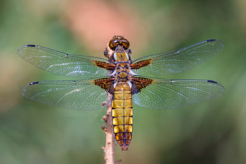 Dragonfly - Broad-bodied Chaser - male of Libellula depressa - close up - top view
