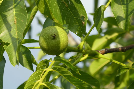 Waln&uuml;sse am Baum