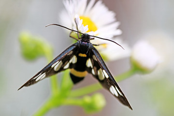 Nine-spotted moth or yellow belted burnet, Amata phegea, formerly Syntomis phegea on chamomile flower. Selective focus