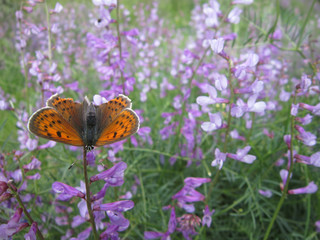 poor butterfly with a broken wing.are the animals.natural life.