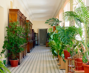 The interior of the office premises, decorated with tropical plants.