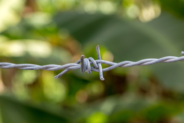 Single Barbed Wire Barb Again a Spring Green Background