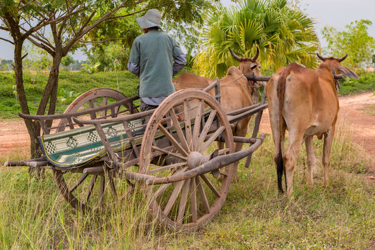 Ox Drawn Wooden Wheeled Cart in Cambodia