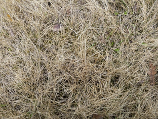 Fototapeta na wymiar a field of dry grass