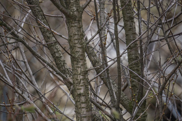 spring tree branches