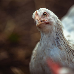 Hen. Photo of a bird close-up in the open air