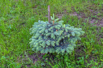 blue spruce sapling