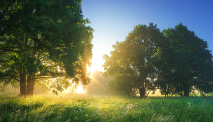 Summer vibrant landscape of morning nature with bright sunlight.