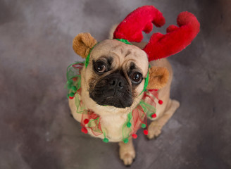 Cute pug dog wearing antlers and a colorful collar