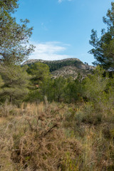 Payment Management Mountains and palms desert trees