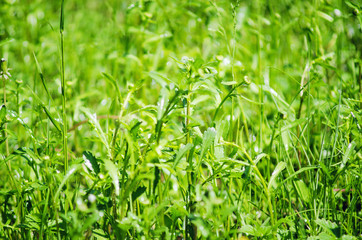 Green grass on a summer meadow. Natural background.