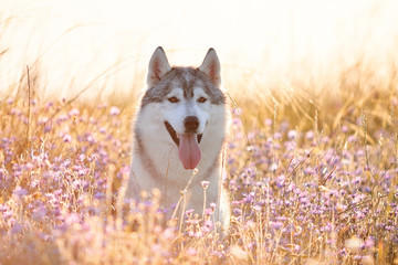 Cute beautiful gray husky with brown eyes sitting in green grass and lilac flowers on sunset background and yellow sunny backlight. Dog on a natural background. © sir_j