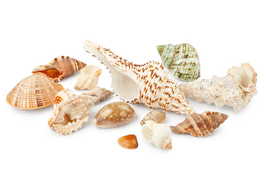 Different seashells isolated on white background