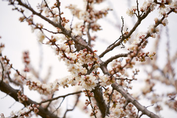 Spring blossom tree. Beautiful flowers