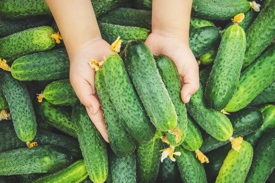 homemade cucumber cultivation and harvest. selective focus. 