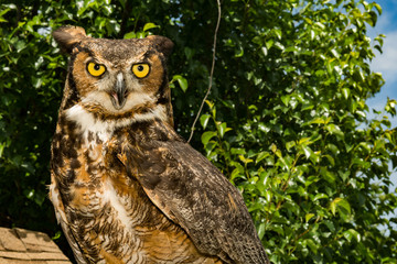Great Horned Owl (Bubo virginianus)