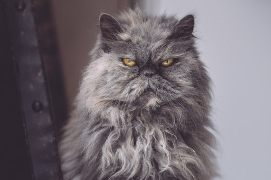 37 Best Persan Bleu Images Stock Photos Vectors Adobe Stock