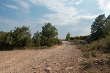 Payment Management Mountains and palms desert trees
