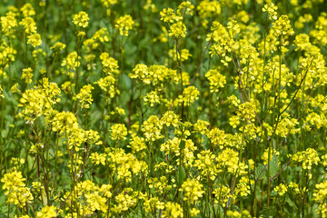 mustard field, yellow blooming mustard