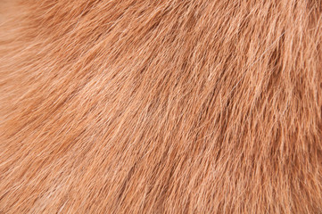 Red japanese akita fur on the back