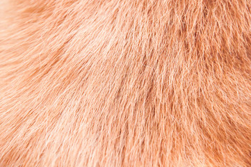 Red japanese akita fur on the withers and back