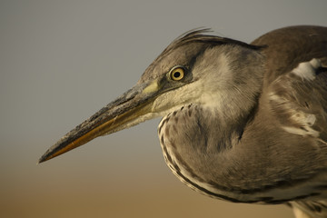 Grey Heron - Ardea cinerea, large gray heron from Euroasian lakes and rivers.