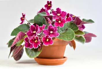 African violet plant variety Emergency