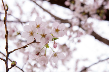 Obraz premium さくら