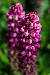 Meadow with blue lupins