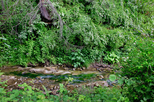A forest mountain stream with white flowers on the shore