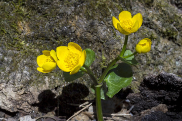 Yellow flower (Caltha palustris)