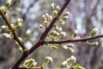 Flowering cherry blossom in spring