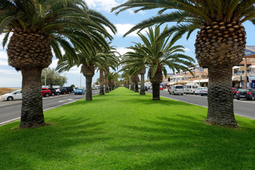 Palmiers de Morro Jable