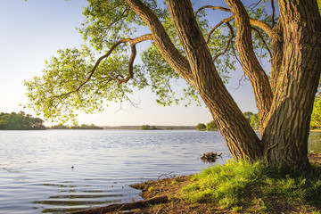 Scenic tree on shore of lake at warm summer evening. Landscape of river bank with tree trunk and clear sky. Beautiful natural nature. Under tree on lake shore.