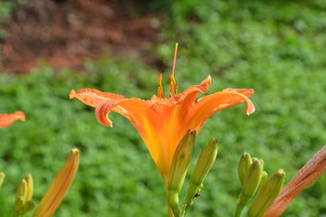 Lily. Nice flowers in the garden in midsummer, in a sunny day. Green landscape
