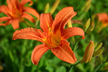 Nice flowers in the garden in midsummer, in a sunny day. Green landscape