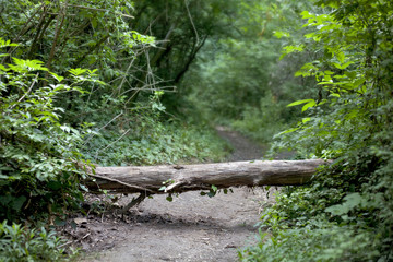 Trunk on the forest path