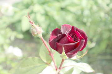 rose, flower, red, nature, garden, beautiful, love, beauty, green, floral, rose, red, rose, plant, Bud, flora, pink, flowering