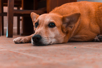 Perrito descansando o aburrido