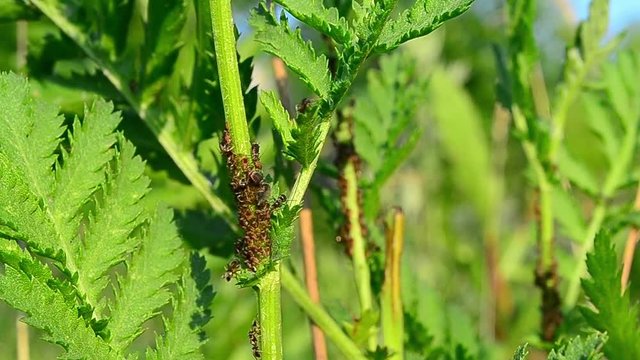 Aphidoidea, Aphid, larvae, Formicidae, ants, symbiosis