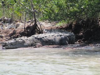 Fototapeta premium Crocodile