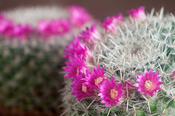 mammillaria cactus flowers