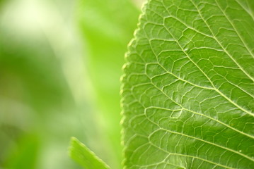 photographed close-up of green horseradish leaves in the spring time  - obrazy, fototapety, plakaty